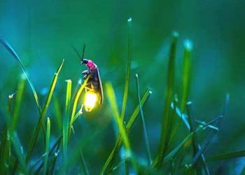 A keni nostalgji për netët me xixëllonja?! Shumë shpejt nuk do i shikon më, ato po zhduken! Ja përse