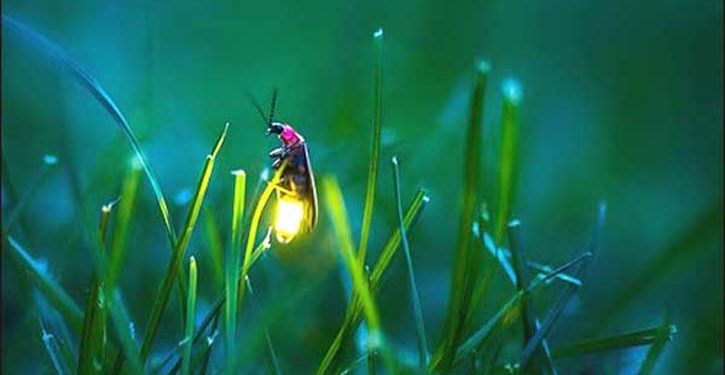 A keni nostalgji për netët me xixëllonja?! Shumë shpejt nuk do i shikon më, ato po zhduken! Ja përse