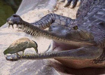 “Zogjtë e vegjël” që pastrojnë dhëmbët e “krokopolitikës” shqiptare!