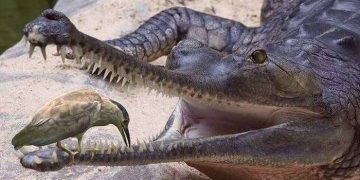 “Zogjtë e vegjël” që pastrojnë dhëmbët e “krokopolitikës” shqiptare!