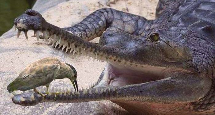 “Zogjtë e vegjël” që pastrojnë dhëmbët e “krokopolitikës” shqiptare!