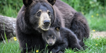 Kinë, mes propozimeve zyrtare të kurave kundër Covid-19, lëngu i mëlçisë së ariut