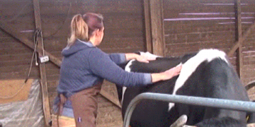 VIDEO/ I zuri koronavirusi në Shqipëri, çifti nga Holanda kthehen në fermerë dhe punojnë në Fishtë të Lezhës