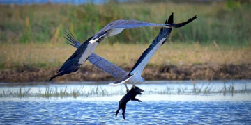 Momentet emocionuese kur shqiponja e detit lëshohet dhe kap derrkucin e egër, duke e marrë peng në ajër