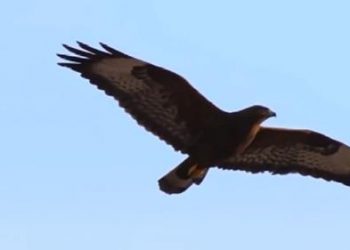 “Nuk është fundi i botës, por pleqtë paskan pasur të drejtë”! Mesazhi me 6 pyetje: Çfarë po na kujton kjo sëkëlldi?! (Video)