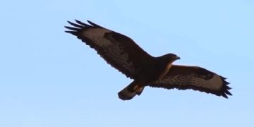 “Nuk është fundi i botës, por pleqtë paskan pasur të drejtë”! Mesazhi me 6 pyetje: Çfarë po na kujton kjo sëkëlldi?! (Video)