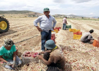 Bari në malet e tua, apo argat në fushat e Greqisë?