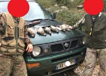 “Masakër” në pyjet e Shqipërisë: Dhjetëra gjahtarë shfrytëzojnë situatën nga Covid-19 për të vrarë kafshë dhe shpendë të rralla