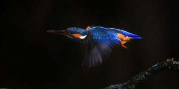 Fotografi filmon “një Britani që se keni parë kurrë”! Foto përrallore