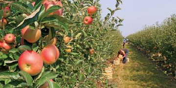 Marrëveshja për 15 mijë punëtorë shqiptarë në Greqi: Bëhen aplikimet e para Ja dokumentacioni dhe menyra e  udhëtimit në destinacion!