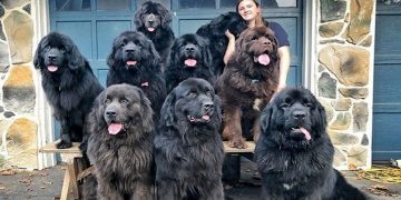 Njihuni me 9 qentë që bëjnë të lumtur pacientët e sëmurë