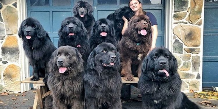 Njihuni me 9 qentë që bëjnë të lumtur pacientët e sëmurë