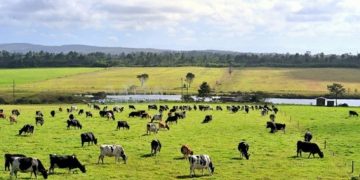 Jo vetëm pandemi, fermerët gjermanë “goditen” edhe nga thatësira