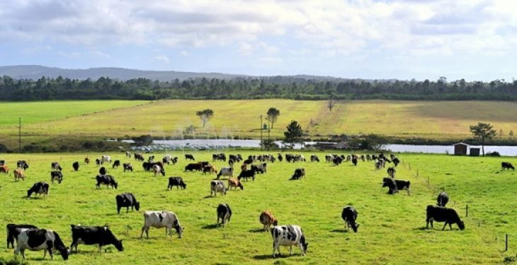 Jo vetëm pandemi, fermerët gjermanë “goditen” edhe nga thatësira