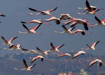 Prestigjiozja amerikane: Flamingot po dynden drejt lagunës shqiptare
