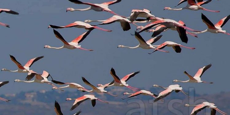 Prestigjiozja amerikane: Flamingot po dynden drejt lagunës shqiptare