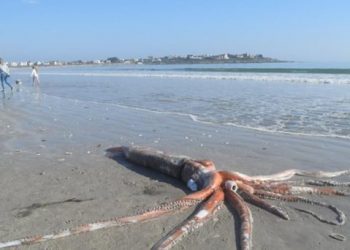 Bisha misterioze e detit pllakoset në breg, nga uji direkt kaloi në muze për përmasat jashtëzakonisht të mëdha