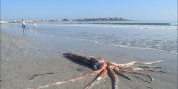 Bisha misterioze e detit pllakoset në breg, nga uji direkt kaloi në muze për përmasat jashtëzakonisht të mëdha