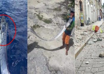 Rastësia e frikshme, peshku që parashikon tërmetet dhe tsunamët u kap pak ditë para se vendi të shkundej nga 7.5 ballë. Ja pse konsiderohet ogur i keq