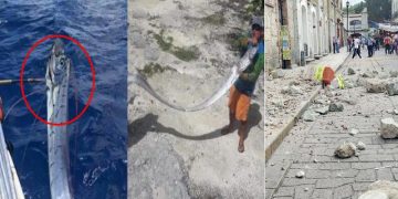 Rastësia e frikshme, peshku që parashikon tërmetet dhe tsunamët u kap pak ditë para se vendi të shkundej nga 7.5 ballë. Ja pse konsiderohet ogur i keq