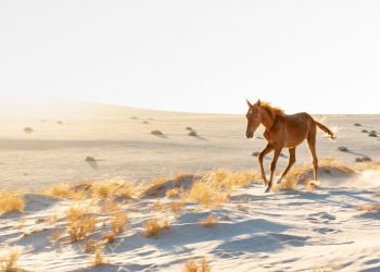 Rasti që ka befasuar shkencëtarët, kuajt e mistershëm që rrezikojnë të zhduken (Foto)