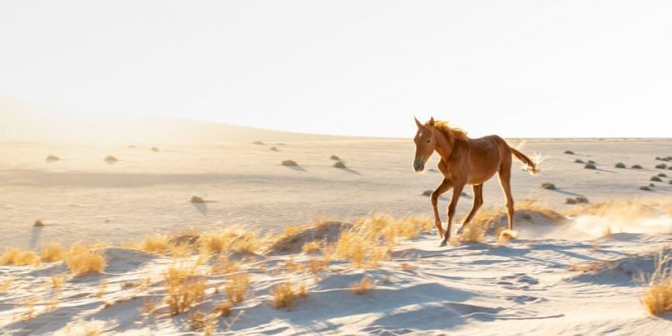 Rasti që ka befasuar shkencëtarët, kuajt e mistershëm që rrezikojnë të zhduken (Foto)