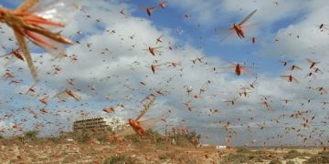 A është toka në rrezik?! Pandemi, insekte, zjarre…