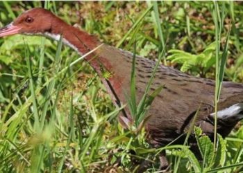 Ndodh për herë të parë! Shkencëtarët nuk iu besojnë syve: Rishfaqet gjallesa që mendohej se u zhduk 100 mijë vite më parë