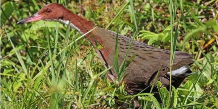 Ndodh për herë të parë! Shkencëtarët nuk iu besojnë syve: Rishfaqet gjallesa që mendohej se u zhduk 100 mijë vite më parë