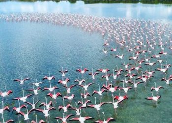 Spektakli i flamingove në bregdetin e Pish-Poros të Fierit, shtohet numri i tyre në lagunat tona