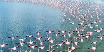 Spektakli i flamingove në bregdetin e Pish-Poros të Fierit, shtohet numri i tyre në lagunat tona