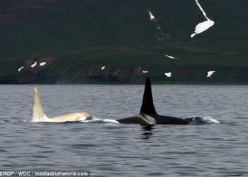Shkencëtarët po e kërkonin me ngulm: Fotografohet gjallesa e rrallë, balena v.rasëse,  Orka e bardhë (Foto)