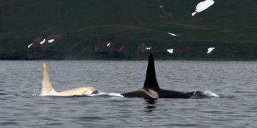 Shkencëtarët po e kërkonin me ngulm: Fotografohet gjallesa e rrallë, balena v.rasëse,  Orka e bardhë (Foto)