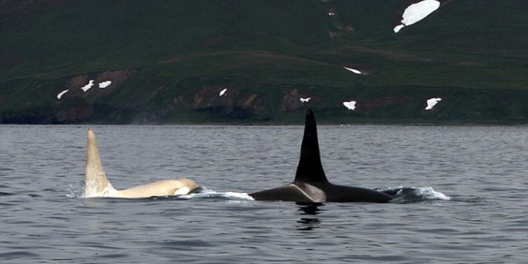 Shkencëtarët po e kërkonin me ngulm: Fotografohet gjallesa e rrallë, balena v.rasëse,  Orka e bardhë (Foto)