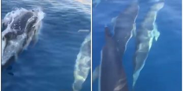 VIDEO/ Pamje të mrekullueshme nga Jala, një grup delfinësh “vizitojnë” detin Jon