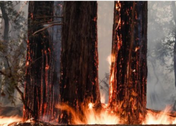 Kalifornia digjet nga dy prej zjarreve më të mëdhaja në histori, Trump lëshon deklaratën e fatëkeqësisë dhe ndihmon me fonde