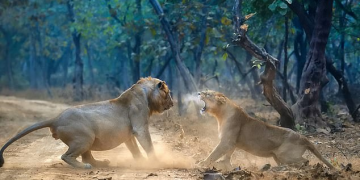 Luanesha godet luanin mashkull me kthetra në ritualin e frikshëm të para-çiftimit (Video)