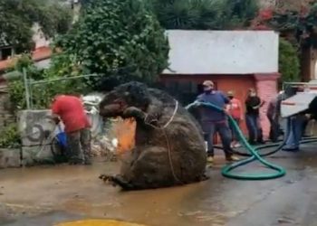 Pas shirave të rrëmbyeshëm, punëtorët që po pastronin sistemin kullues tronditen nga ajo që zbulojnë, nxjerrin krijesën misterioze (Pamjet po thyejnë rrjetin)