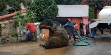 Pas shirave të rrëmbyeshëm, punëtorët që po pastronin sistemin kullues tronditen nga ajo që zbulojnë, nxjerrin krijesën misterioze (Pamjet po thyejnë rrjetin)