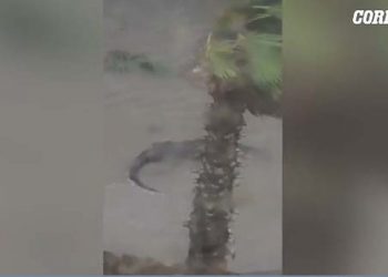 “Oh zoti im, është jashtë shtëpisë time’/ Uragani i frikshëm nxjerr nëpër rrugë krijesa të rrezikshme. Gruaja e filmon çfarë del në sipërfaqe
