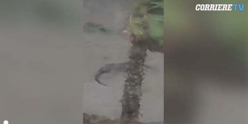 “Oh zoti im, është jashtë shtëpisë time’/ Uragani i frikshëm nxjerr nëpër rrugë krijesa të rrezikshme. Gruaja e filmon çfarë del në sipërfaqe