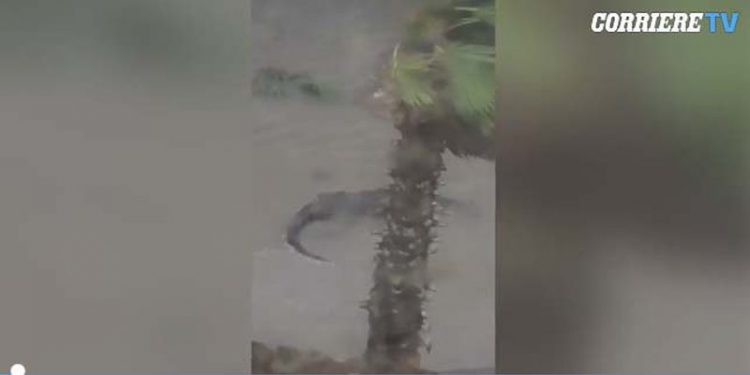 “Oh zoti im, është jashtë shtëpisë time’/ Uragani i frikshëm nxjerr nëpër rrugë krijesa të rrezikshme. Gruaja e filmon çfarë del në sipërfaqe