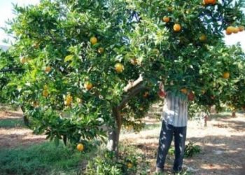 Qeveria greke merr vendimin e ri për punëtorët sezonalë, ja çfarë përfitojnë shqiptarët
