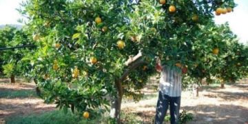 Qeveria greke merr vendimin e ri për punëtorët sezonalë, ja çfarë përfitojnë shqiptarët