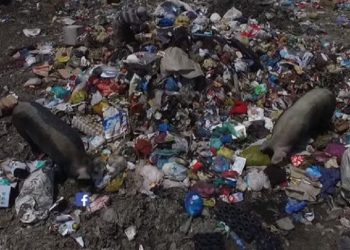 Asnjëherë nuk do e dimë sa jetë u shkurtuan nga plehrat në Porto Romano