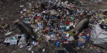 Asnjëherë nuk do e dimë sa jetë u shkurtuan nga plehrat në Porto Romano