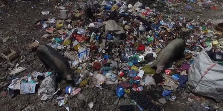 Asnjëherë nuk do e dimë sa jetë u shkurtuan nga plehrat në Porto Romano