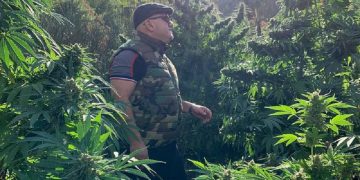 Gazetari jep alarmin: Tre persona janë v.rarë për parcelat e k.anabisit në Malësinë e Madhe