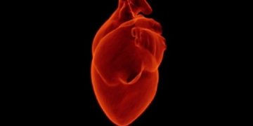 ​Transplantimi i zemrës së derrit tek njeriu mund të jetë realitet në 2021-in