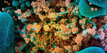 Publikohet studimi më i fundit i koronavirusit: A mund të infektohemi pasi e kemi kaluar Covid-19